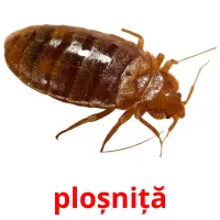 ploșniță flashcards illustrate