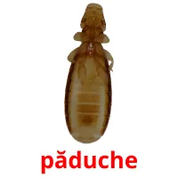 păduche flashcards illustrate