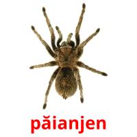 păianjen card for translate