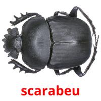 scarabeu picture flashcards