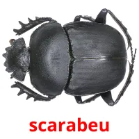 scarabeu flashcards illustrate