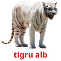 tigru alb picture flashcards