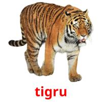 tigru card for translate