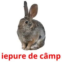 iepure de câmp flashcards illustrate