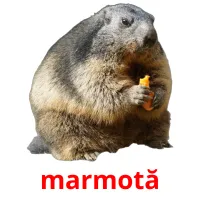 marmotă flashcards illustrate