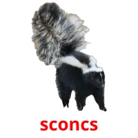 sconcs flashcards illustrate