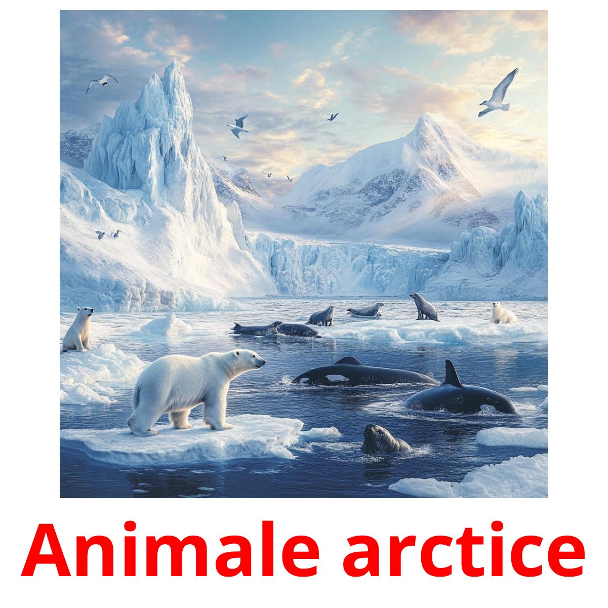 Animale arctice picture flashcards