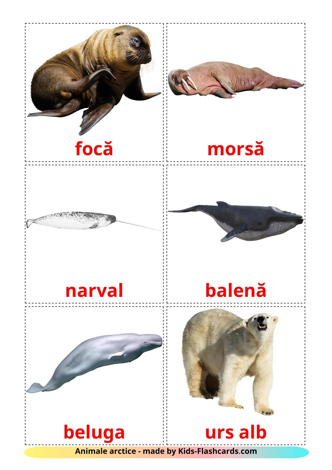 Arctic animals - 14 Free Printable romanian Flashcards 