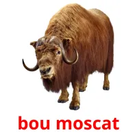 bou moscat Bildkarteikarten