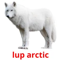 lup arctic Bildkarteikarten