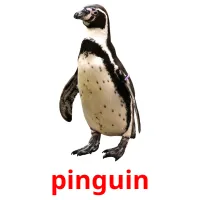 pinguin Bildkarteikarten