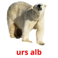 urs alb Bildkarteikarten