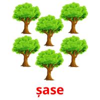 șase picture flashcards