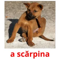 a scărpina flashcards illustrate