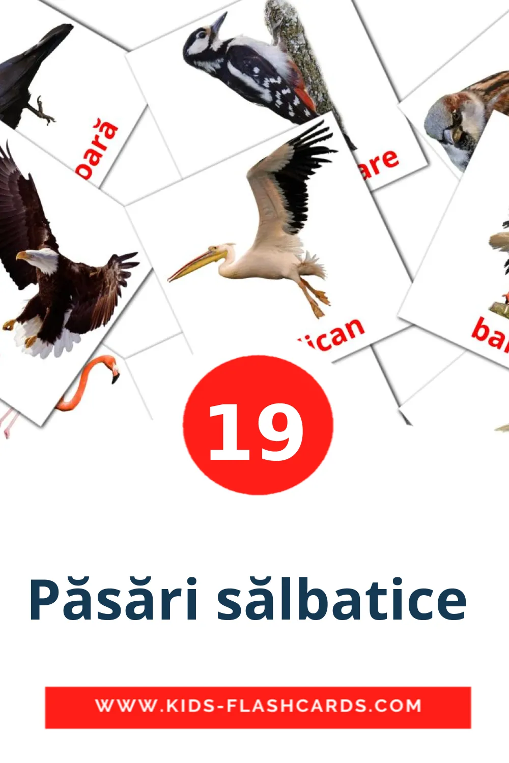 19 Păsări sălbatice  Bildkarten für den Kindergarten auf Rumänisch