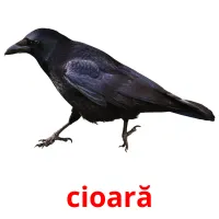 cioară Bildkarteikarten