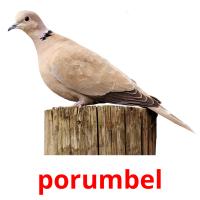 porumbel card for translate