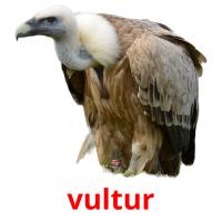 vultur picture flashcards