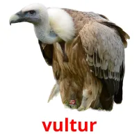 vultur Bildkarteikarten