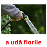 a udă florile ansichtkaarten