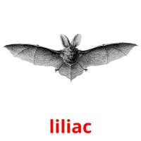 liliac picture flashcards