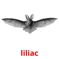 liliac cartões com imagens