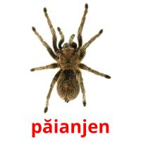 păianjen Tarjetas didacticas