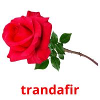 trandafir picture flashcards