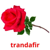 trandafir Bildkarteikarten