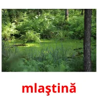 mlaştină flashcards illustrate