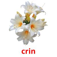 crin picture flashcards