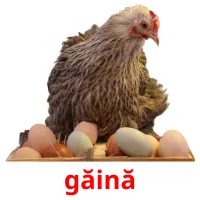 găină Bildkarteikarten