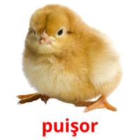 puişor picture flashcards