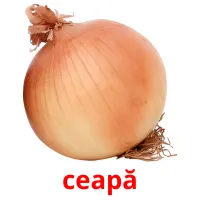 ceapă picture flashcards