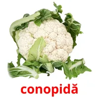 conopidă picture flashcards