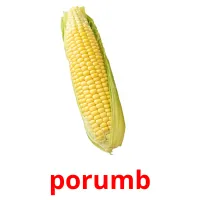 porumb picture flashcards