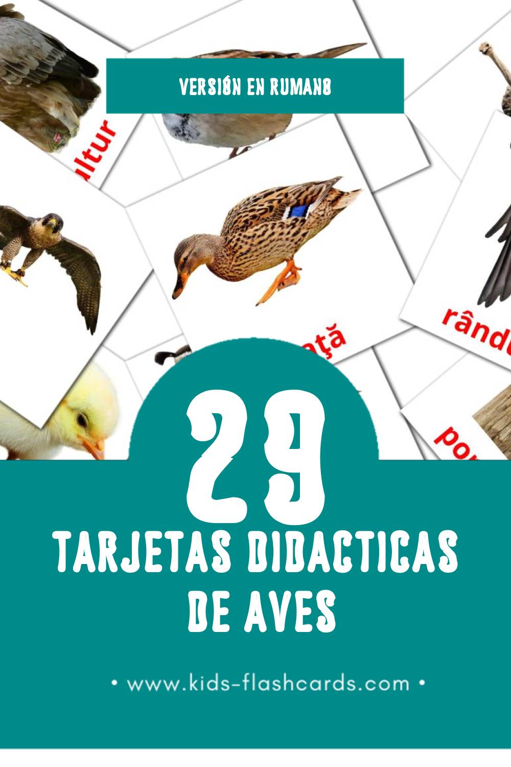 Tarjetas visuales de Păsări para niños pequeños (29 tarjetas en Rumano)