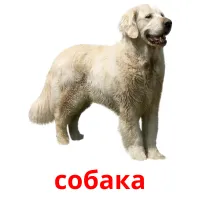 собака flashcards illustrate