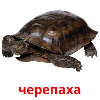 черепаха card for translate