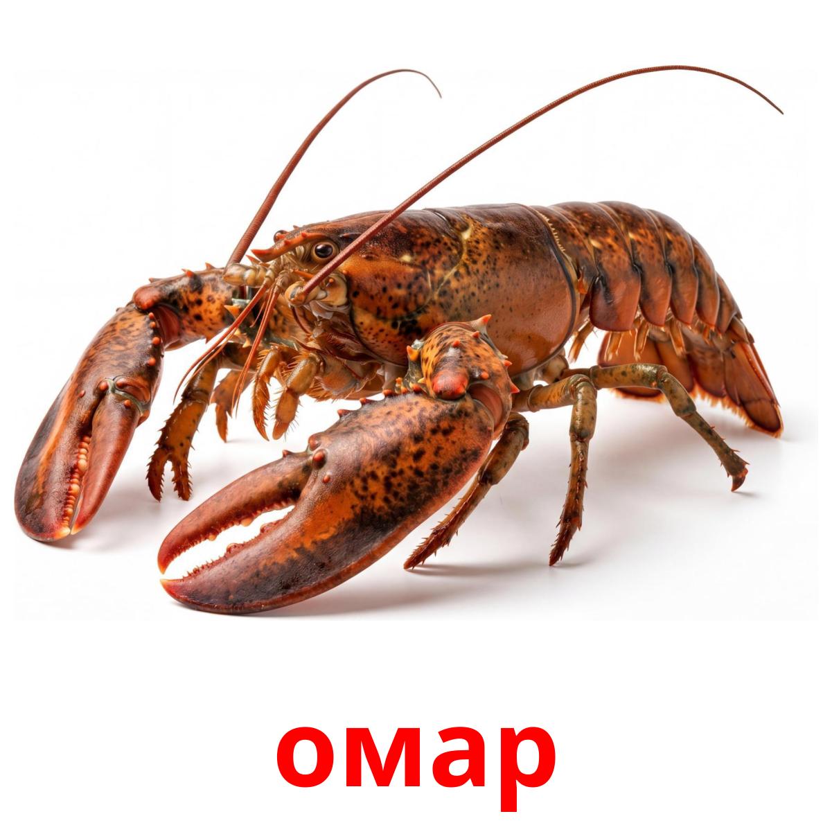 Bogavante en ruso: омар