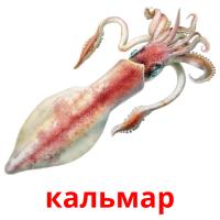 кальмар picture flashcards