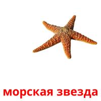 морская звезда card for translate