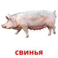 свинья card for translate