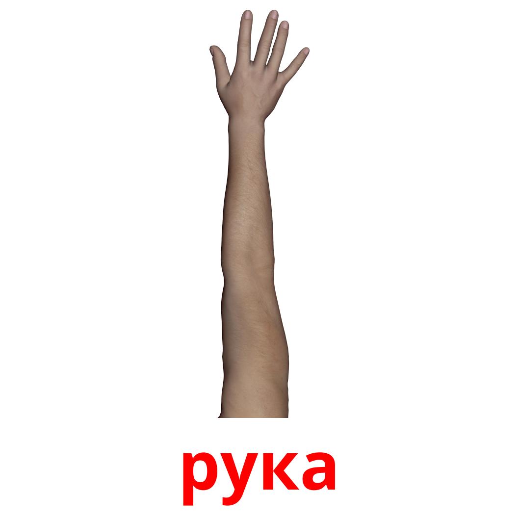 Arm picture. Части тела руки. Дети с карточками в руках. Arms карточки. Arm немецкий.