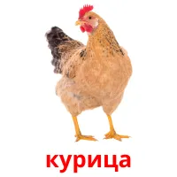 курица карточки энциклопедических знаний