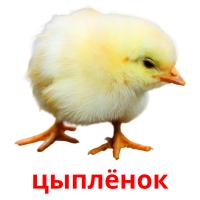 цыплёнок card for translate