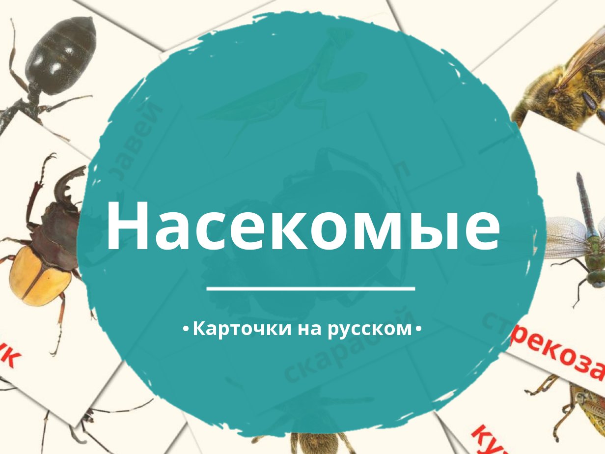 23 Бесплатные Карточки Насекомые на Русском | PDF