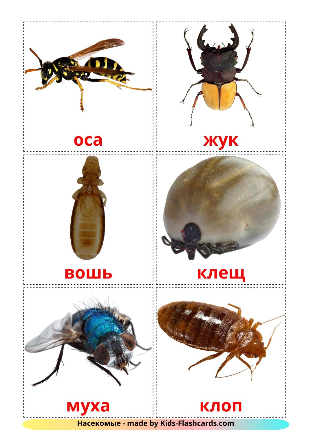 Insects - 23 Free Printable russian Flashcards 