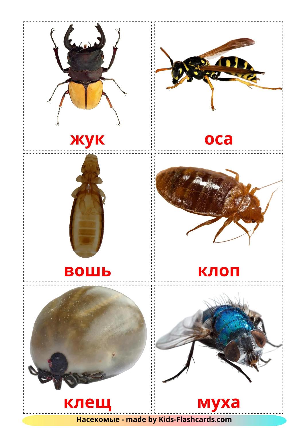 Les Insectes - 24 Flashcards russe imprimables gratuitement