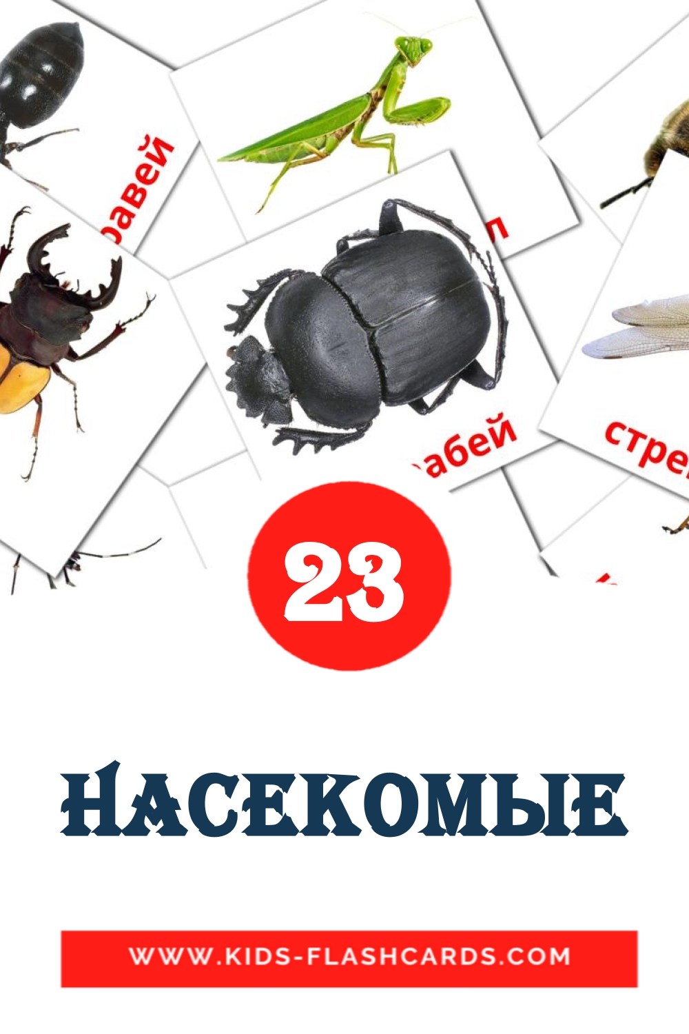 Насекомые на русском для Детского Сада (23 карточки)